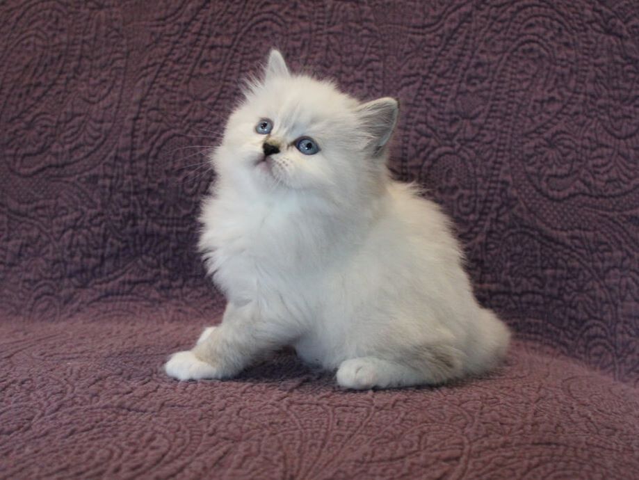 Ragamuffin kittens for sale